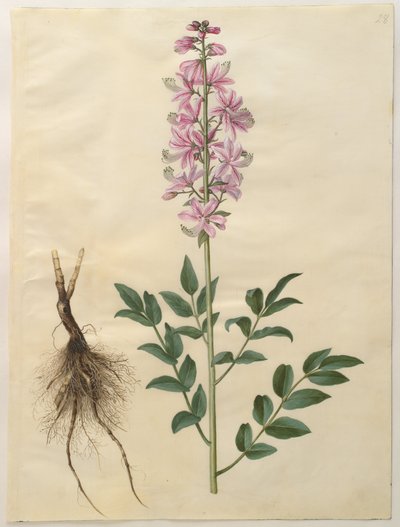 Duński: Dictamnus albus (dyktam biały) Dictamnus albus autorstwa Hans Simon Holtzbecker