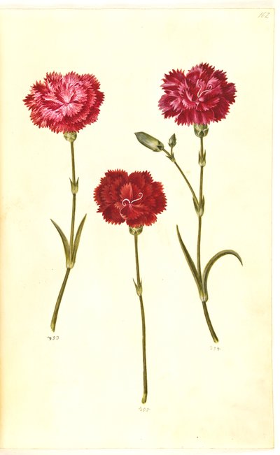 Dianthus caryophyllus (goździk ogrodowy) autorstwa Hans Simon Holtzbecker