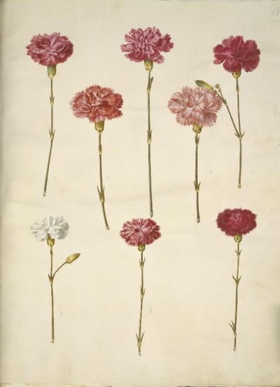 Dianthus caryophyllus (goździk ogrodowy) autorstwa Hans Simon Holtzbecker