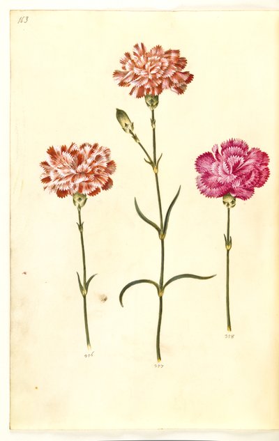 Dianthus caryophyllus (goździk ogrodowy) autorstwa Hans Simon Holtzbecker
