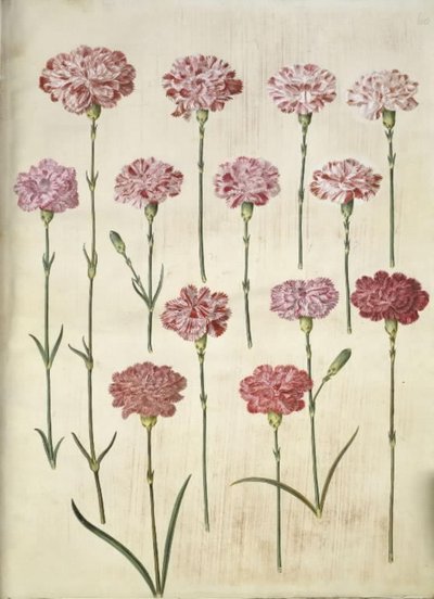 Dianthus caryophyllus (goździk ogrodowy) autorstwa Hans Simon Holtzbecker