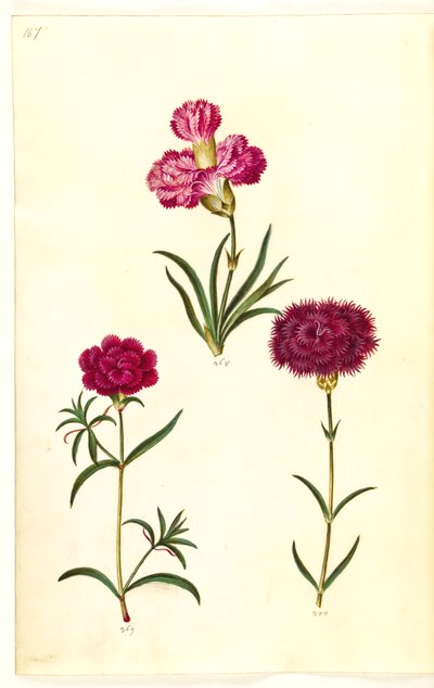 Dianthus caryophyllus (goździk ogrodowy) autorstwa Hans Simon Holtzbecker