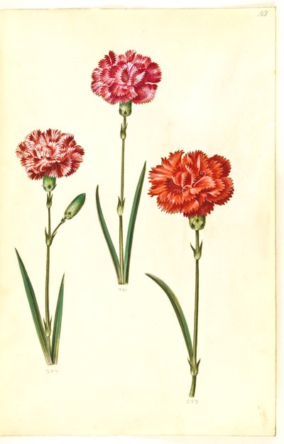 Dianthus caryophyllus (goździk ogrodowy) autorstwa Hans Simon Holtzbecker