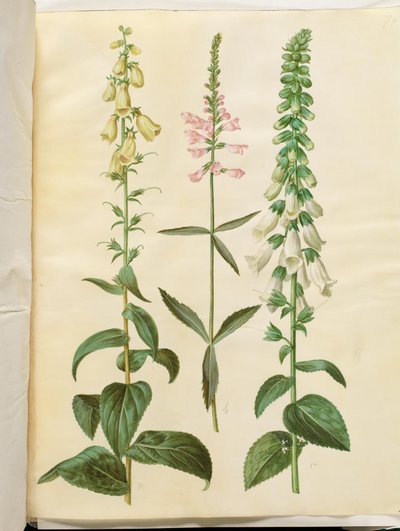Digitalis grandiflora (naparstnica wielkokwiatowa); Physostegia virginiana (Physostegia virginiana); Digitalis purpurea (naparstnica pospolita) autorstwa Hans Simon Holtzbecker