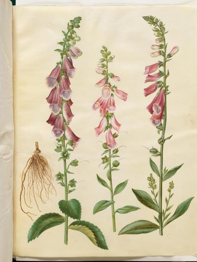 Digitalis purpurea (naparstnica pospolita) autorstwa Hans Simon Holtzbecker