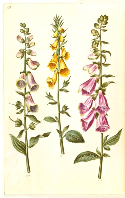 Digitalis purpurea (naparstnica zwyczajna); Digitalis grandiflora (naparstnica wielkokwiatowa) autorstwa Hans Simon Holtzbecker