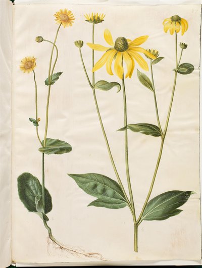 Doronicum pardalianches (hjertebladet gemserod); Rudbeckia laciniata (fliget solhat) autorstwa Hans Simon Holtzbecker