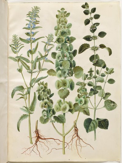 Dracocephalum moldavica (głowa mołdawskiego smoka); Moluccella spinosa (kubek z lejkiem wieżowym); Melissa officinalis (melisa) autorstwa Hans Simon Holtzbecker