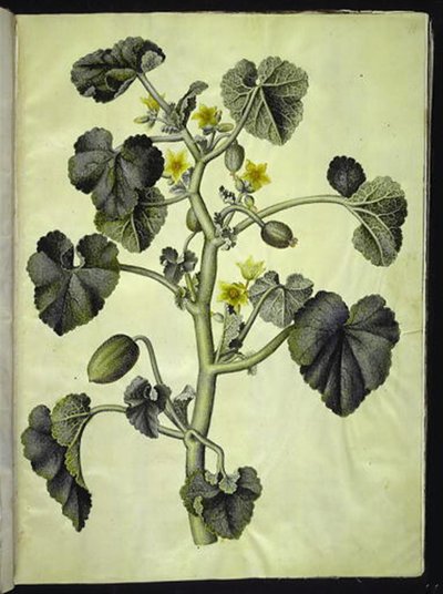 Ecballium elaterium autorstwa Hans Simon Holtzbecker