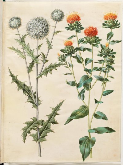 Echinops sphaerocephalus (almindelig tidselkugle); Barwienie krokosza barwierskiego (gul saflortidsel) autorstwa Hans Simon Holtzbecker