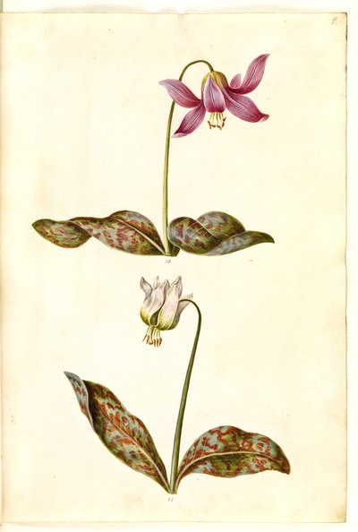 Erythronium dens-canis (prawdziwy ząb psa) autorstwa Hans Simon Holtzbecker