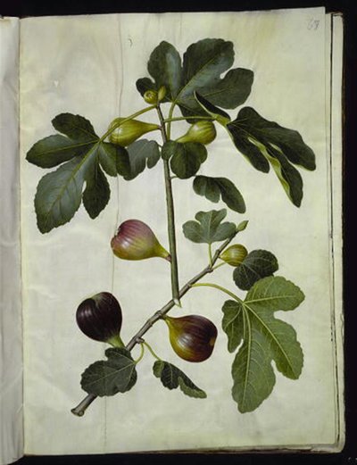 Ficus carica (almindelig figen) autorstwa Hans Simon Holtzbecker