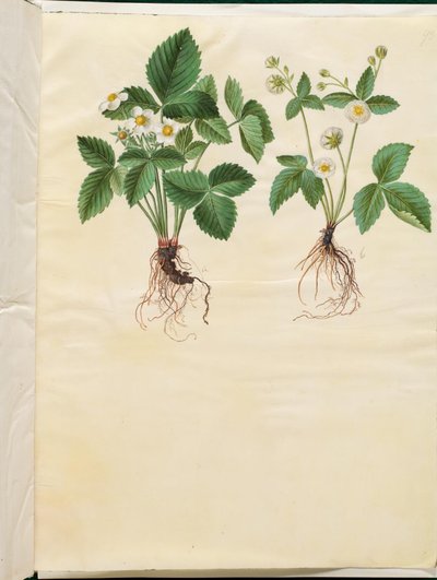 Fragaria vesca (truskawka leśna) autorstwa Hans Simon Holtzbecker