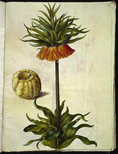 Fritillaria imperialis (cesarz koronny) autorstwa Hans Simon Holtzbecker