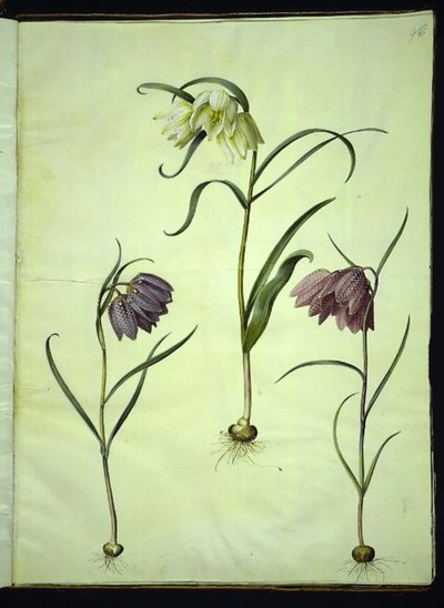Fritillaria meleagris (jajo żmii pospolitej) autorstwa Hans Simon Holtzbecker