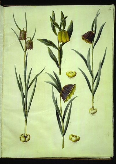 Fritillaria meleagris (jajo żmii pospolitej); Fritillaria aurea lub Fritillaria tubiformis & moggridgei (jajka wibrujące); Fritillaria montana autorstwa Hans Simon Holtzbecker