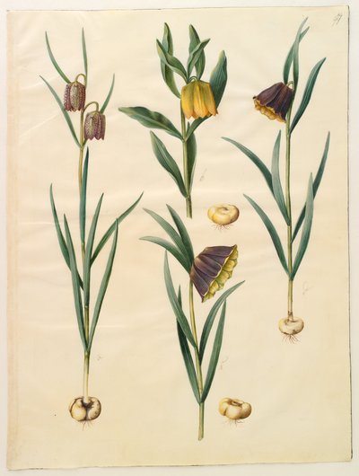 Fritillaria meleagris; Fritullaria lutea eller Fritullaria latifolia var lutea; Fritillaria pyrenaica autorstwa Hans Simon Holtzbecker
