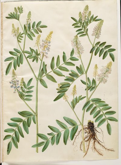 Galega officinalis (kapsuła lekarska) autorstwa Hans Simon Holtzbecker
