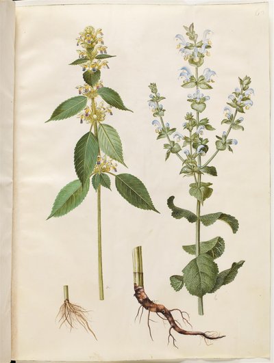 Galeopsis speciosa (karaluch konopny); Salvia sclarea (szałwia różnobarwna) autorstwa Hans Simon Holtzbecker