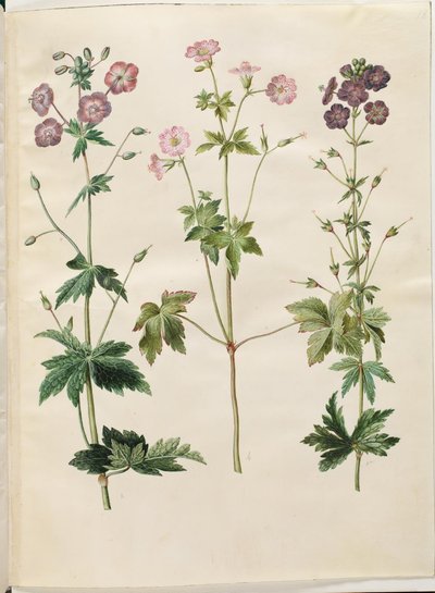 Geranium phaeum (dziób bociana w koronie fali); Geranium versicolor (dziób bociana netto) autorstwa Hans Simon Holtzbecker