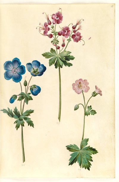 Geranium pratense (dziób bociana łąkowego); Geranium phaeum (dziób bociana w koronie fali); Geranium versicolor (dziób bociana netto) autorstwa Hans Simon Holtzbecker
