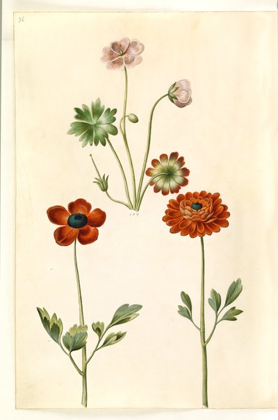 Geranium sanguineum striatum (stribet storkenæb); Ranunculus asiatica (ranunkel) autorstwa Hans Simon Holtzbecker