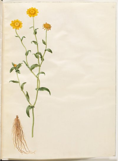 Uprawa Glebiona (gul okseøje) autorstwa Hans Simon Holtzbecker