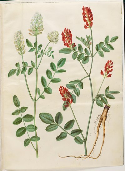 Hedysarum coronarium (koniczyna czerwona) autorstwa Hans Simon Holtzbecker