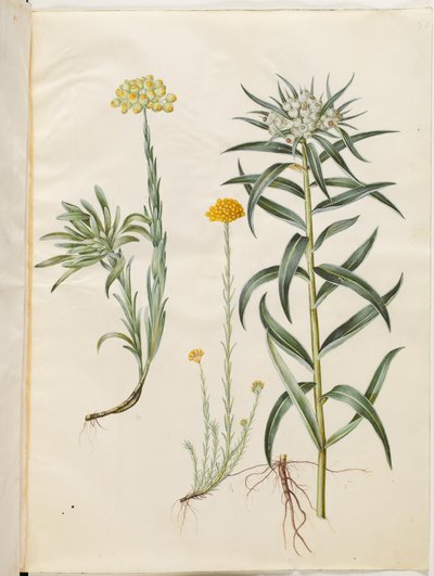Helichrysum orientale (krzew wieczny); Helichrysum Stoechas (śmierdzący wieczny kwiat); Anaphalis margaritacea (wspólny kosz pereł) autorstwa Hans Simon Holtzbecker