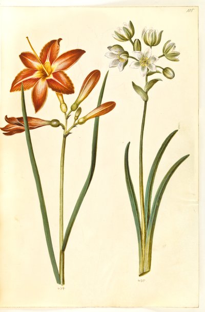 Hemerocallis fulva (brun daglije); Ornithogalum arabicum (mælkestjerne) autorstwa Hans Simon Holtzbecker