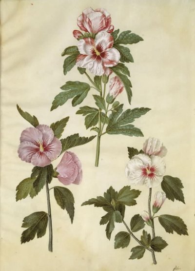 Hibiscus syriacus (róża syryjska) autorstwa Hans Simon Holtzbecker
