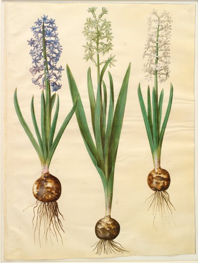 Hyacinthoides orientalis simp et pl autorstwa Hans Simon Holtzbecker