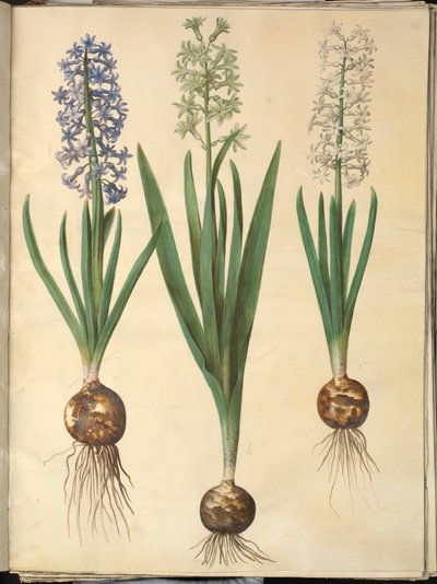Hiacynt orientalny (hiacynt almindelig) autorstwa Hans Simon Holtzbecker