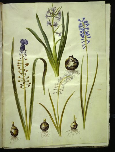 Hiacynt orientalny (hiacynt almindelig); Muscari comosum (duschiacyta); Brimeura amethystina (niebieski pirenejski) autorstwa Hans Simon Holtzbecker