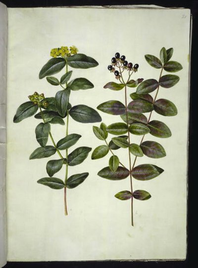 Hypericum androsaemum (dziurawiec zwyczajny) autorstwa Hans Simon Holtzbecker
