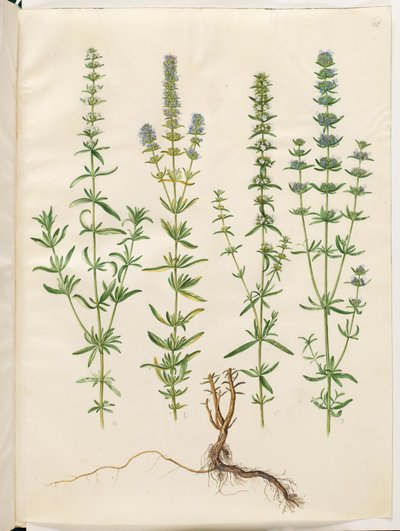 Hyssopus officinalis (prawdziwy hyzop) autorstwa Hans Simon Holtzbecker