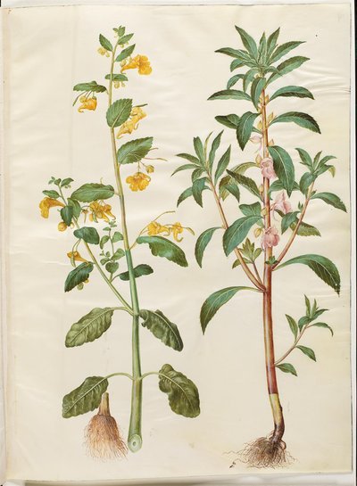 Impatiens noli-tangere (balsam wiosenny); Niecierpek balsamina (balsam miewa) autorstwa Hans Simon Holtzbecker