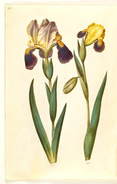 Iris ×germanica lub Iris ×sambucina (kosaciec ogrodowy lub irys półkowy); Iris variegata (barwna tęczówka) autorstwa Hans Simon Holtzbecker