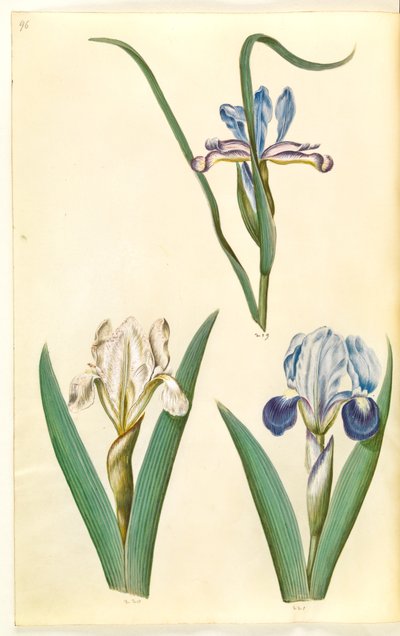 Iris graminea (tęczówka trawiasta); Iris lutescens lub Iris pumila (?) (tęczówka karłowata lub niska tęczówka) autorstwa Hans Simon Holtzbecker