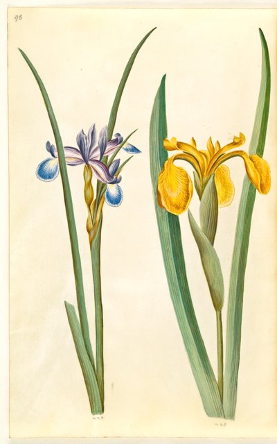 Trawa irysowa (graesbladet iris); Iris pseudacorus autorstwa Hans Simon Holtzbecker