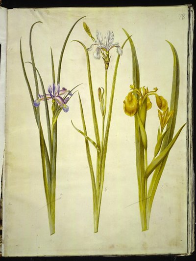 Trawa irysowa (graesbladet iris); tęczówka syberyjska (tęczówka sybirska); Iris pseudacorus (tęczówka gul) autorstwa Hans Simon Holtzbecker