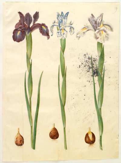 Iris latifolia (angielska tęczówka) autorstwa Hans Simon Holtzbecker