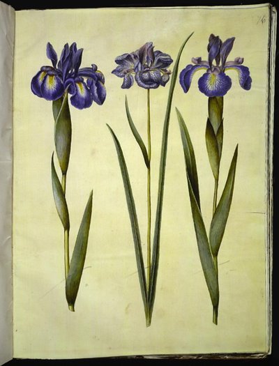 Iris latifolia (tęczówka angielska); Iris sibirica (kosaciec syberyjski) autorstwa Hans Simon Holtzbecker