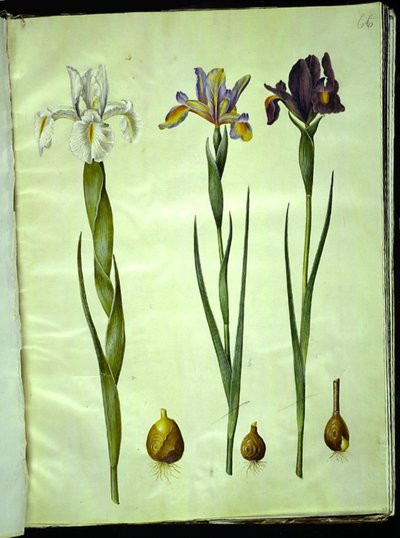 Iris latifolia (tęczówka angielska); Iris xiphium (hiszpański irys) autorstwa Hans Simon Holtzbecker