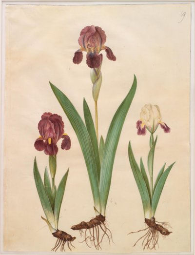 Irys ×lurida (tęczówka hybrydowa) autorstwa Hans Simon Holtzbecker