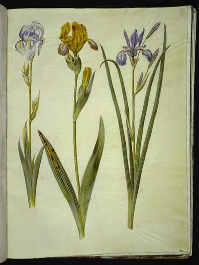 Blada tęczówka (tęczówka bleg); Różnobarwna tęczówka (tęczówka brogeta); irys syberyjski autorstwa Hans Simon Holtzbecker