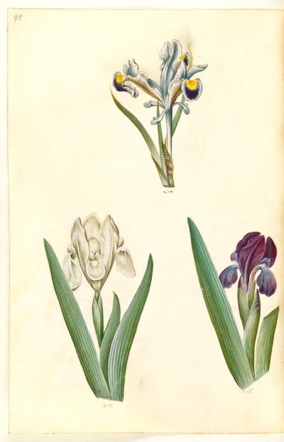 Iris persica (kosaciec perski); Iris lutescens lub Iris pumila (?) (tęczówka karłowata lub niska tęczówka) autorstwa Hans Simon Holtzbecker
