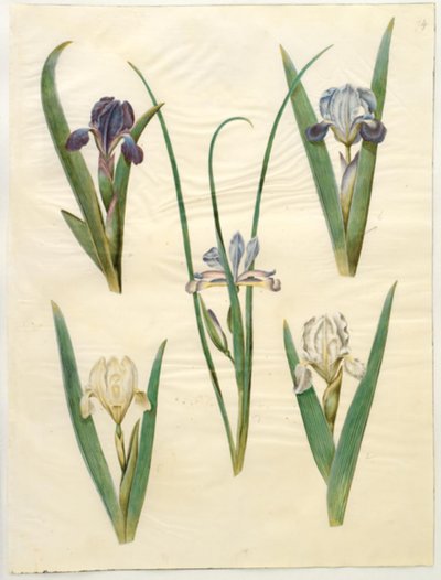 Iris pumila (niska tęczówka) lub Iris lutescens (tęczówka karłowata); Iris graminea (kosaciec trawiastolistny) autorstwa Hans Simon Holtzbecker