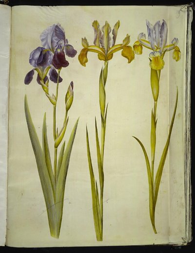 Iris ×sambucina (kosaciec półkowy); Iris latifolia (angielska tęczówka) autorstwa Hans Simon Holtzbecker