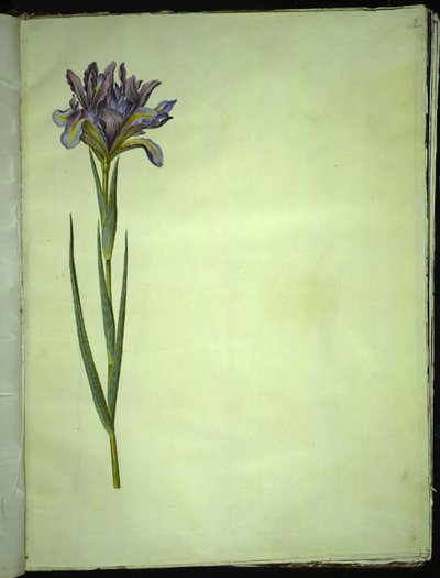 Iris xiphium (hiszpański irys) autorstwa Hans Simon Holtzbecker